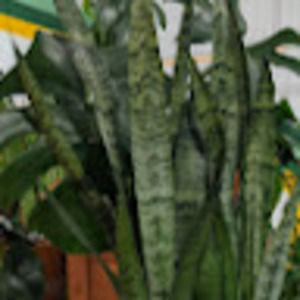 Meet your Posher, Tony